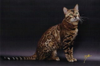 ベンガル猫画像